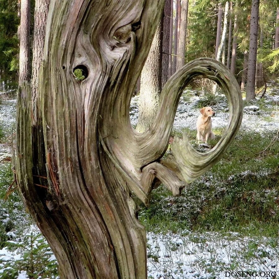 Аномальные деревья. Чудеса природы деревья. Удивительные творения природы. Чудеса природы животные. Невероятная природа.