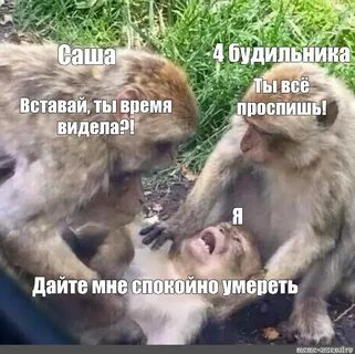 Буди сашу