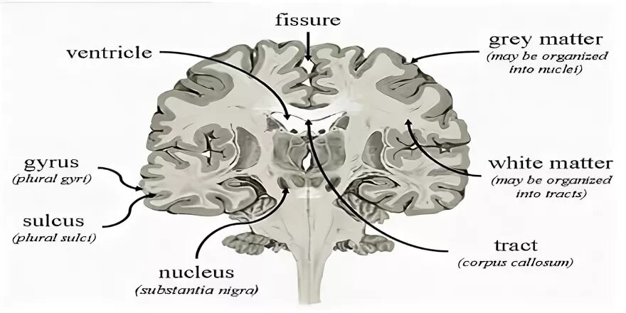 Grey matter. Grey matter and white matter. gray matter идиома. grey matter of cerebellum. grey matter(s).