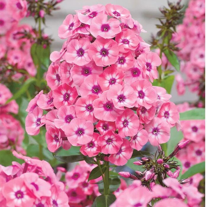 Amazon.com: Phlox Ground Cover