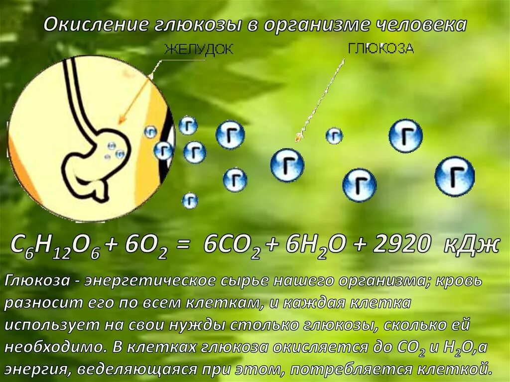 Глюкоза выполняет в организме функцию. Окисление Глюкозы в организме человека. Окисление Глюкозы в человеческом организме. Где окисляется Глюкоза в организме. Биохимическое окисление Глюкозы в организме человека.