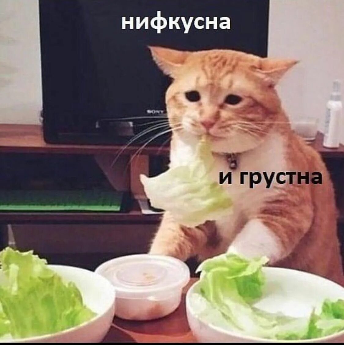 Кот еда мем. Здоровое питание прикол. еда прикол. здоровая пища мем. мемы про здоровое питание.
