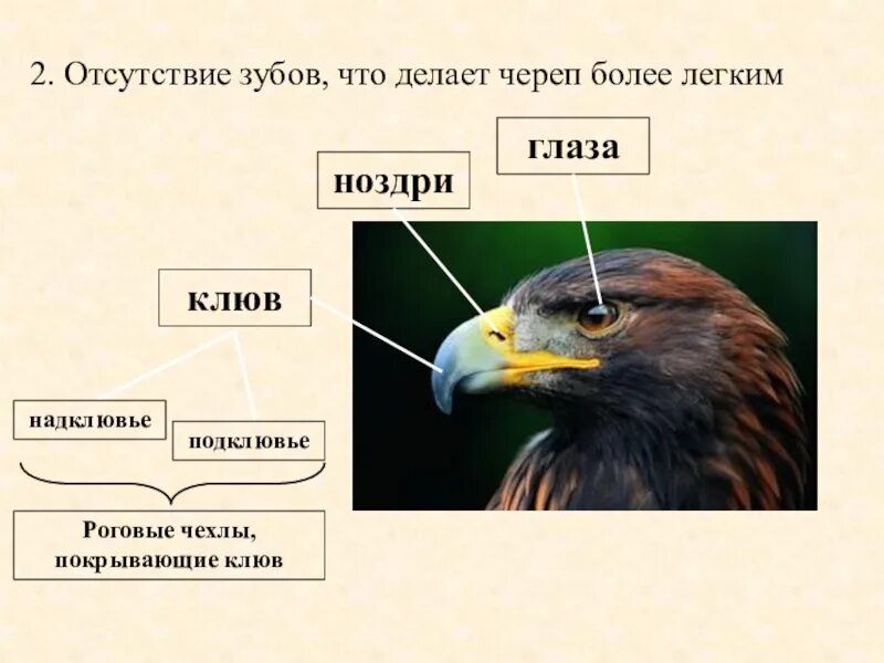 Строение клюва орла. Строение клюва хищных птиц. строение дневных хищных птиц. анатомия клюва орла на.