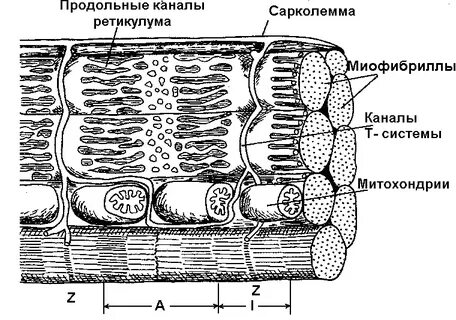 Т система представляет собой