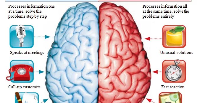 Левое полушарие мозга. Левое и правое полушарие. Доминирующее полушарие мозга. Левое и правое полушарие мозга. Тест правое полушарие