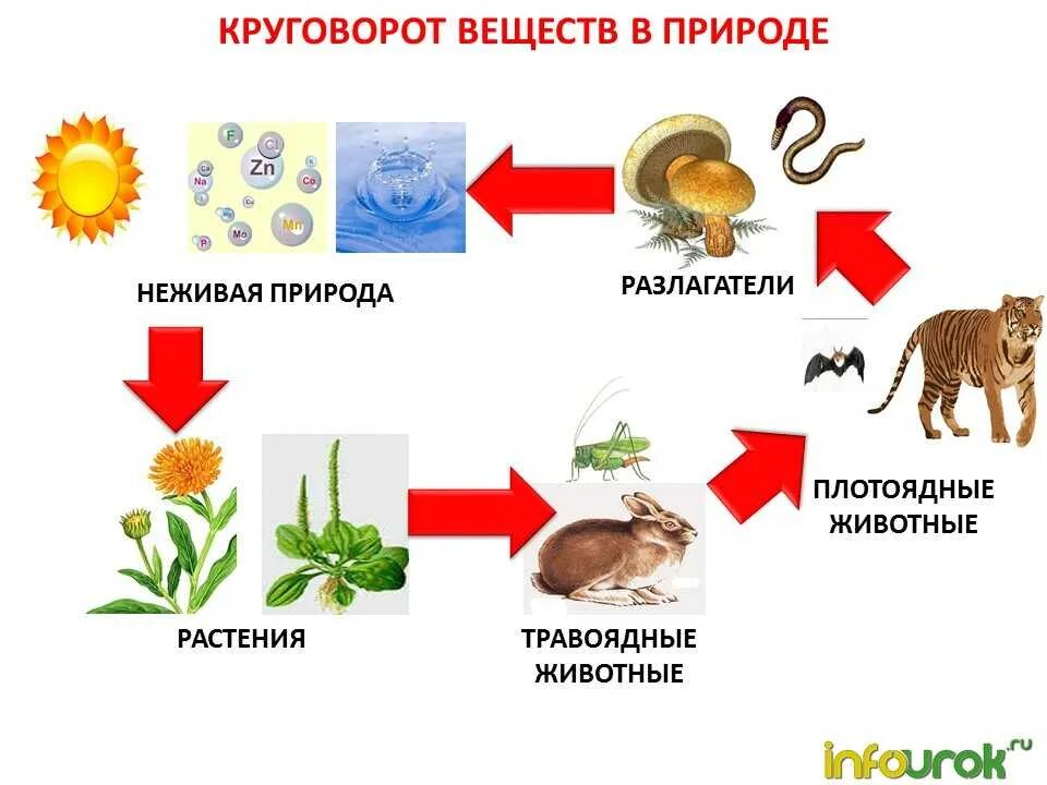 Строение живого и неживого. Пищевая цепь круговорот веществ в природе. Цепь питания круговорот веществ в природе. Цепь питания с круговоротом веществ. Круговорот веществ в пищевой цепи.