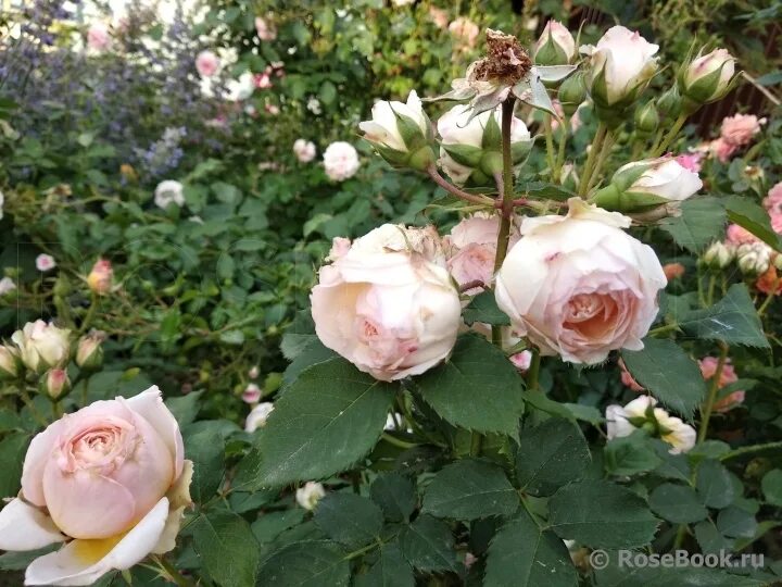 Купить Роза Шарль Де Нэрво /Rose Charles de Nervaux(Шраб) 2л.ГОРШОК КРУГЛЫЙ ГОД 