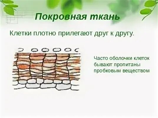 Рисунок покровной ткани