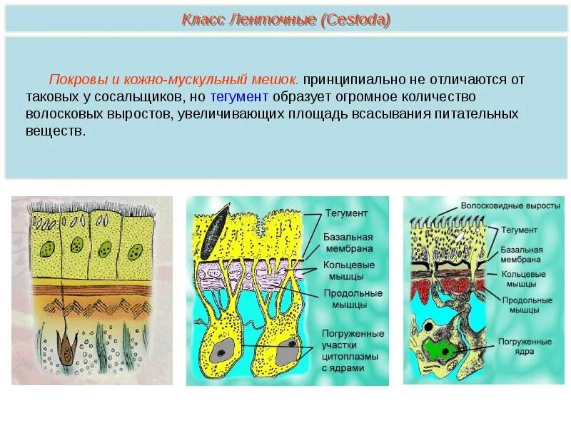 Дождевой червь гидра стебельчатая кожно мускульный мешок. Кожно-мускульный мешок у плоских червей. строение тегумента цестод. кожно-мускульный мешок у ленточных червей. тегумент у плоских червей.