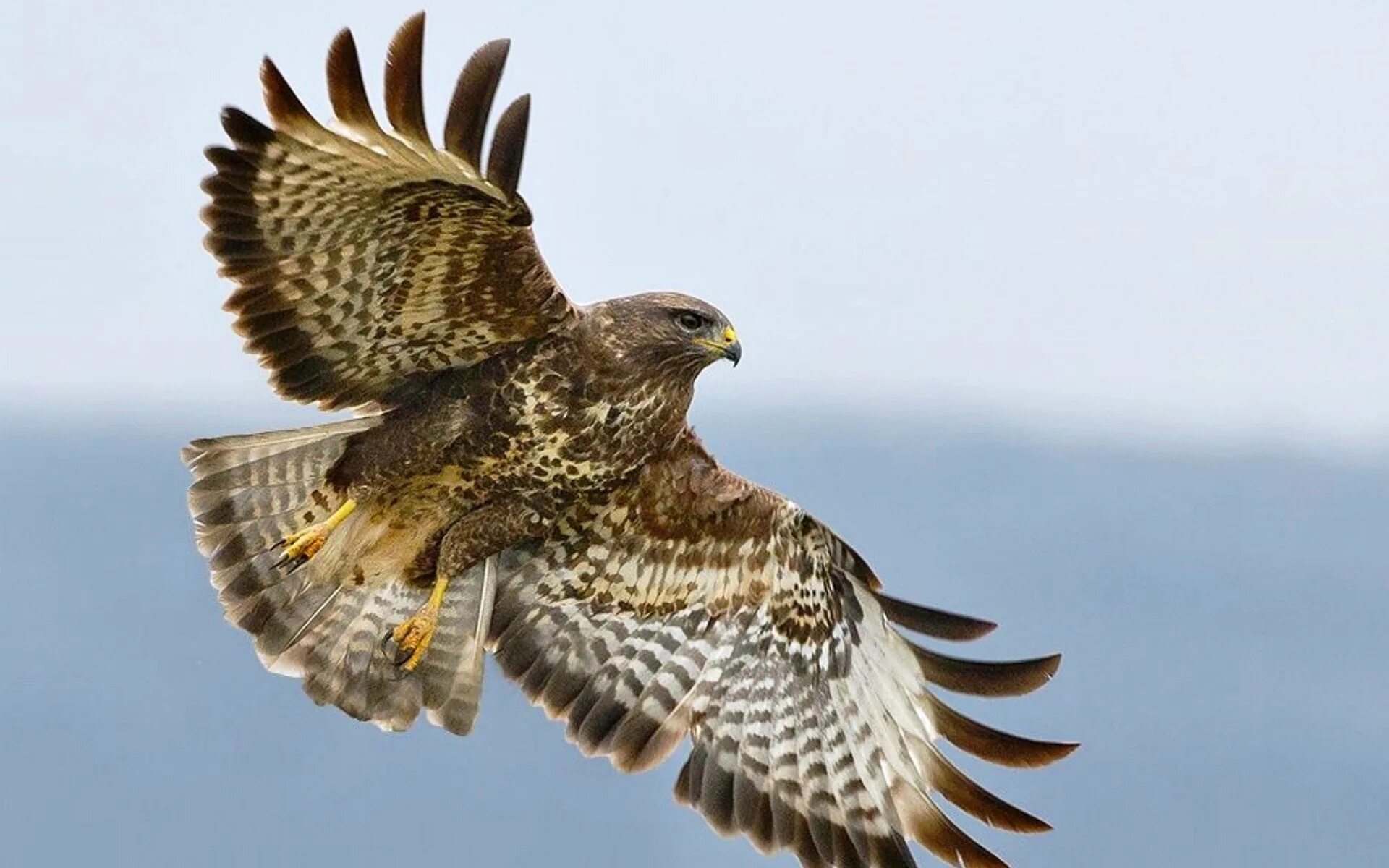 краснохвостый канюк. лунь канюк тетеревятник. какие птицы хищные названия. орел беркут. какие птицы хищные названия.