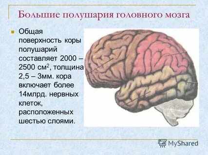 Местоположение больших полушарий переднего мозга кратко