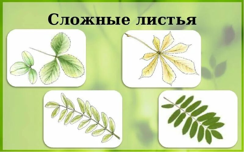 Название сложных листьев