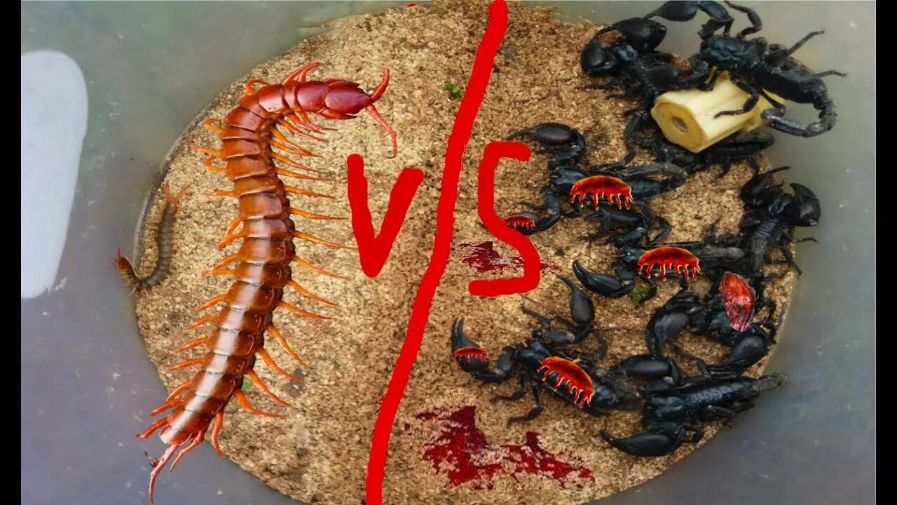 Тайская сколопендра. Ядовитый скорпион. Сколопендра тропическая ядовитая. Hottentotta nigrocarinatus. Скорпион каракурт.