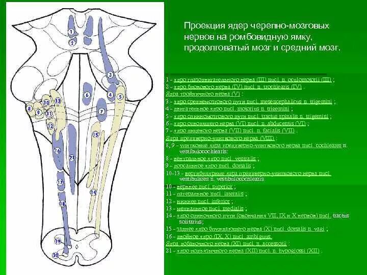 Ромбовидная ямка черепные нервы. Проекция ядер черепно-мозговых нервов. Ядра черепных нервов схема. Ромбовидная ямка анатомия ядра. Проекция ядра блокового нерва.