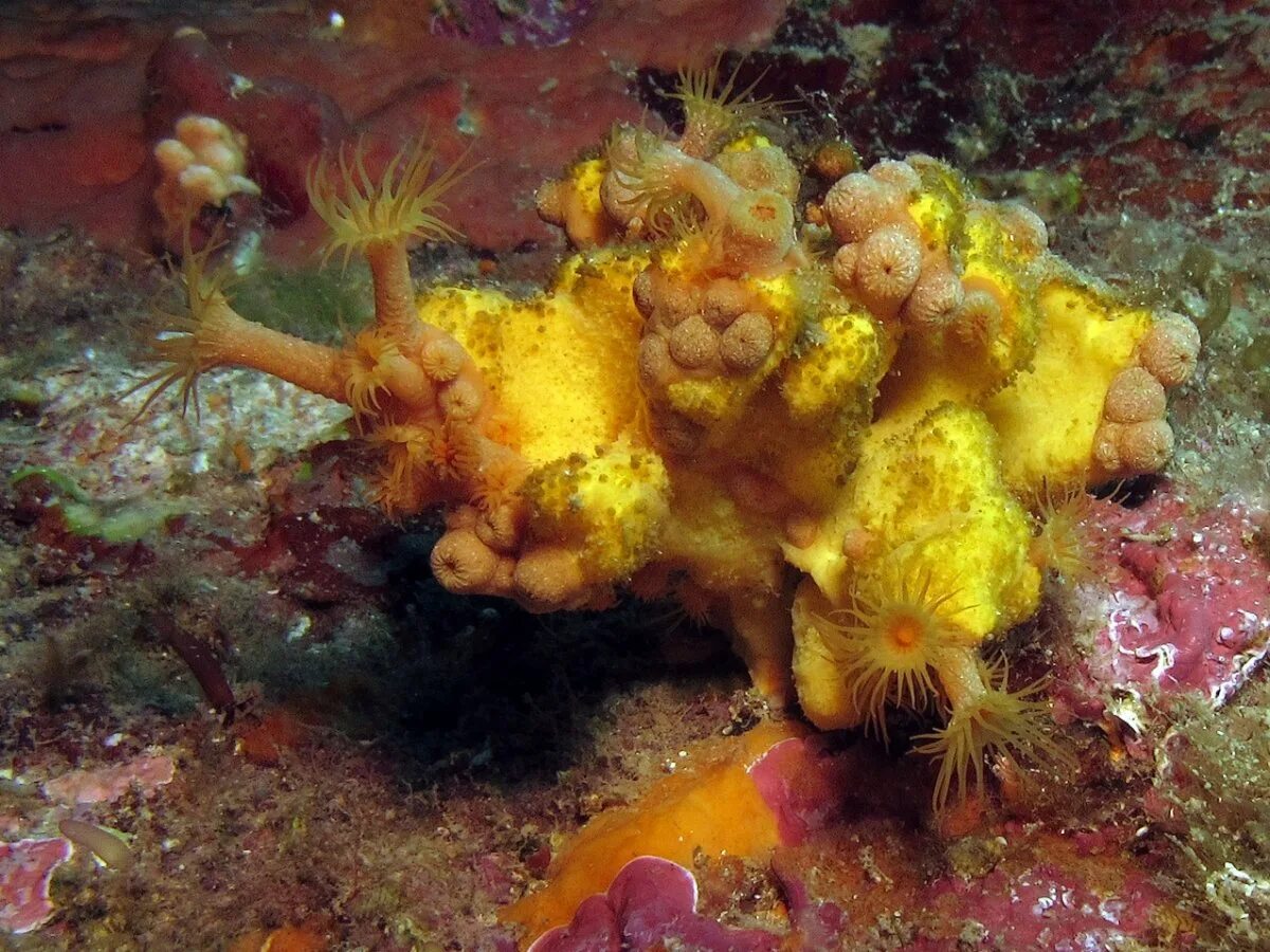 Существуют ли морские. Морская губка Черноморская. Halichondria panicea. Губки черного моря. Морские губки черного моря.