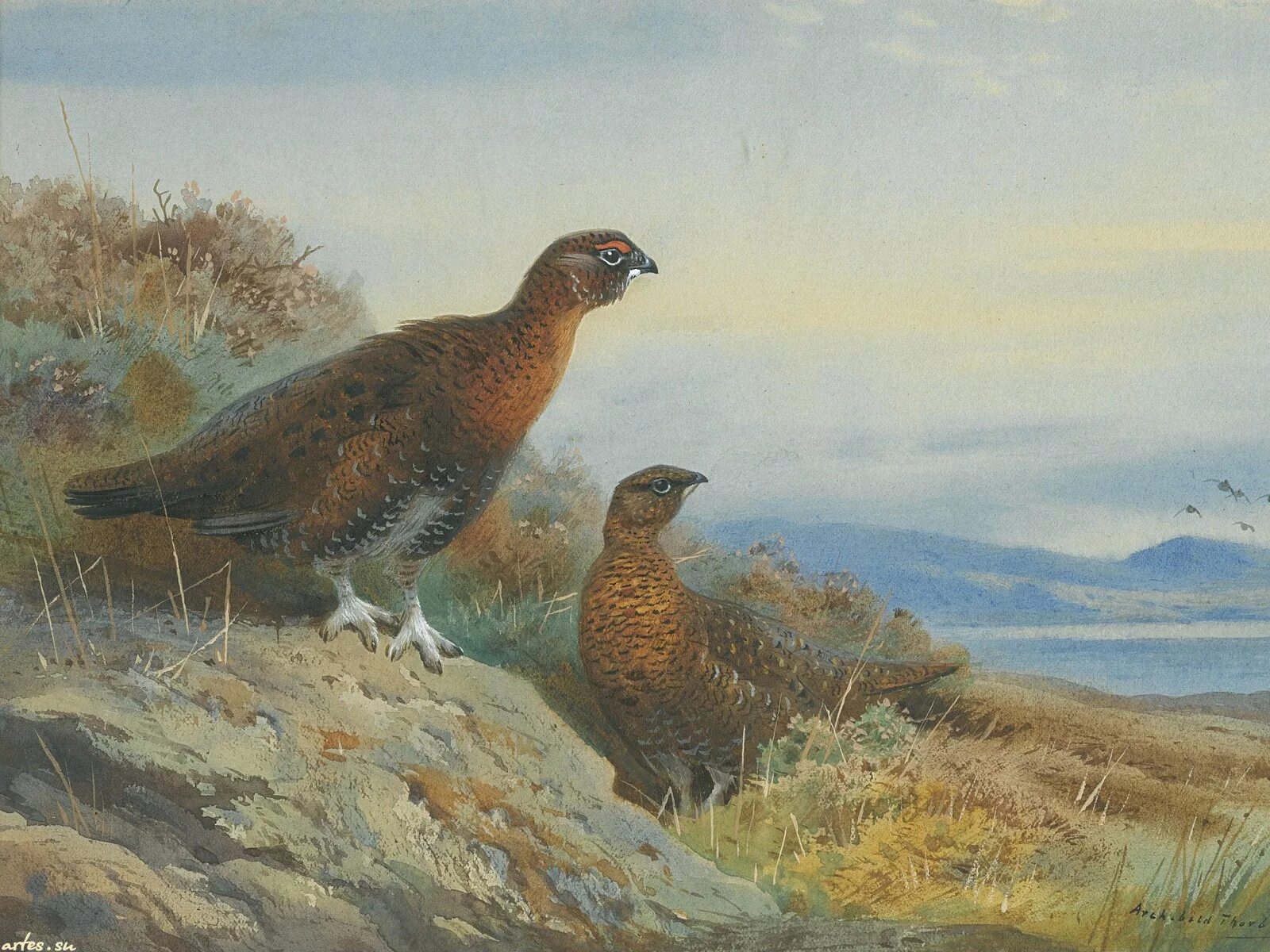 арчибальд торберн жаворонки картина. пернатая дичь зимой. люди орлы и куропатки. куропатка ленобласть. куропатка птица охота.