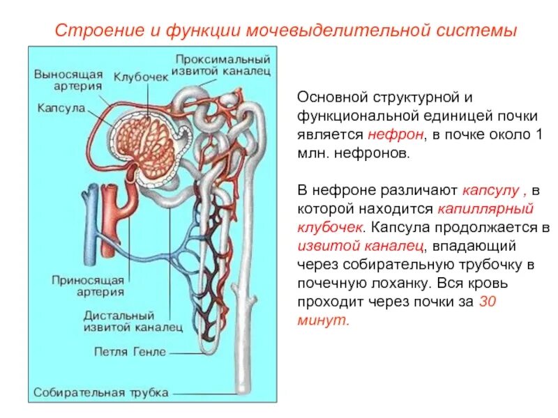 Белковые канальцы. Мочевыделительная система структура нефрон. Строение почки человека капсула нефрона. Выделительная система человека строение нефрона. Мочевыделительная система строение нефрона.