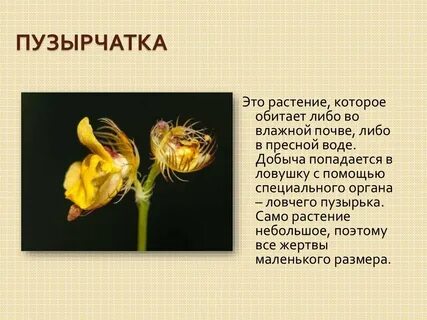 Морфологический критерий пузырчатка обыкновенная