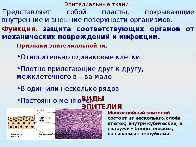 Функции эпителиальной ткани. Морфофункциональная характеристика эпителиальных тканей. Характеристика эпителиальной ткани. Особенности строения эпителиальной ткани. Какую функцию выполняет эпителиальная