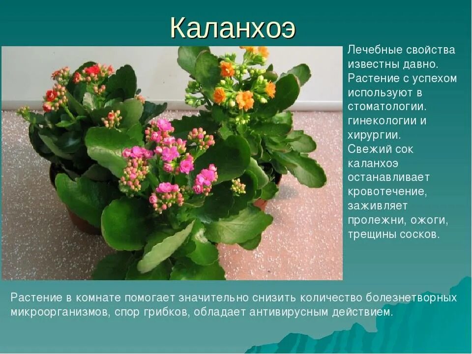Каланхоэ как ухаживать и обрезать чтобы цвела: найдено 87 изображений