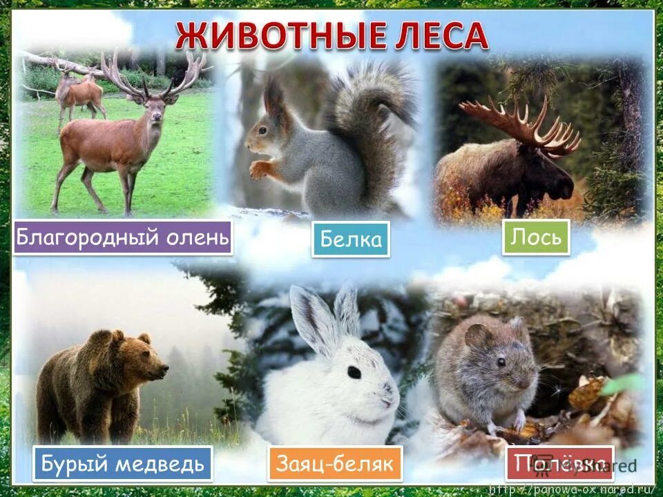 Перечисли животных леса. Изображения диких животных для детей. Перечисли животных леса. Плакат лесные животные для детей. Плакат.