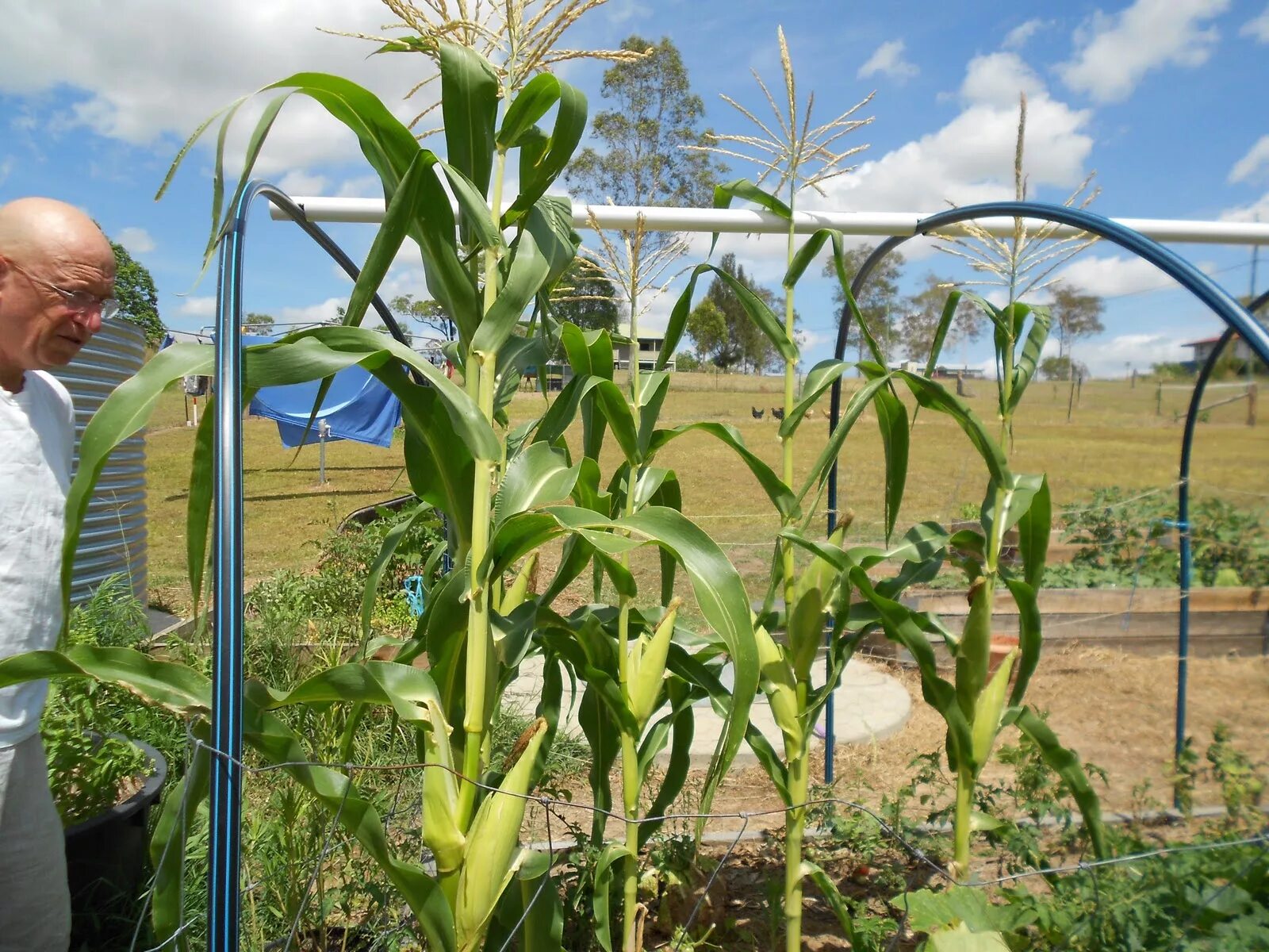 Можно ли посадить кукурузу. Кукуруза в огороде. Рассада кукурузы. Кукуруза в открытом грунте. Всходы кукурузы.