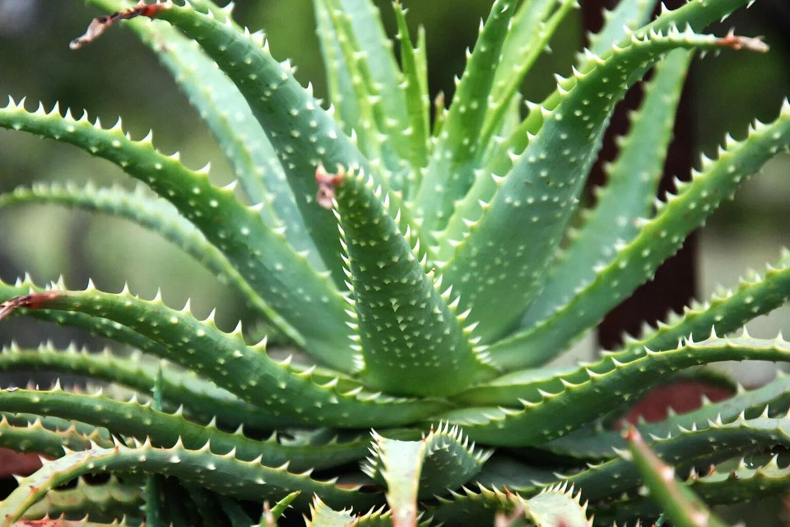 Алоэ древовидное столетник. Алоэ arborescens. Алоэ древовидное (столетник) (Aloe arborescens). Алоэ южное