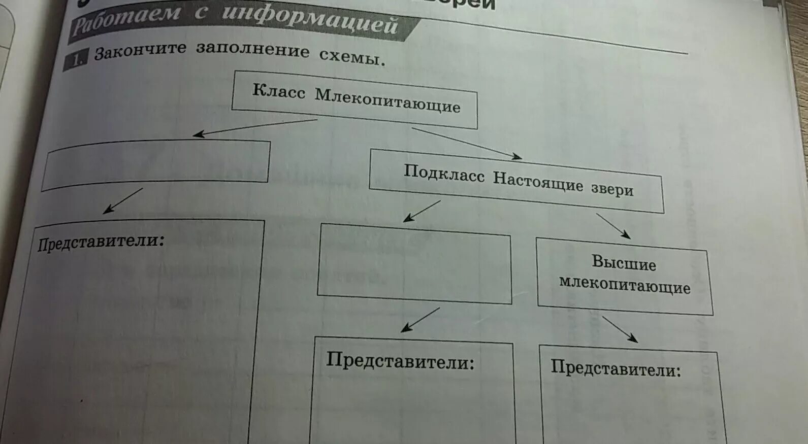 Закончите предложения биология. Закончите заполнение схем. Закончите заполнение схемы класс млекопитающие. Класс млекопитающие схема. Завершите схему.