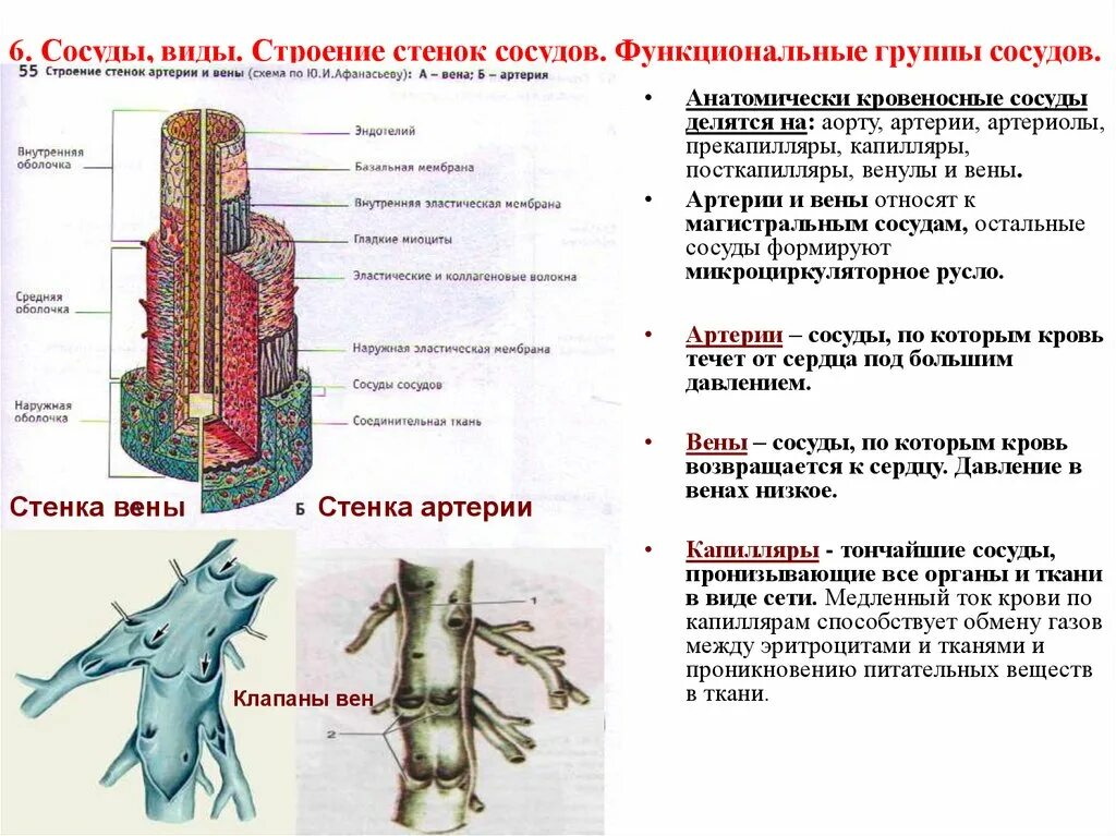 Виды артерий