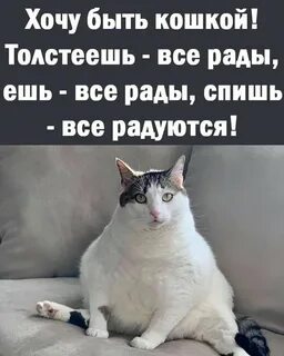 Хорошо быть кошкою