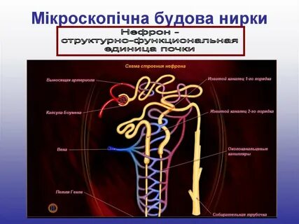 Извитыми канальцами и собирательными трубочками