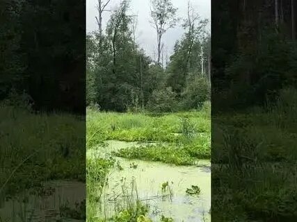 Дача занимая широкую