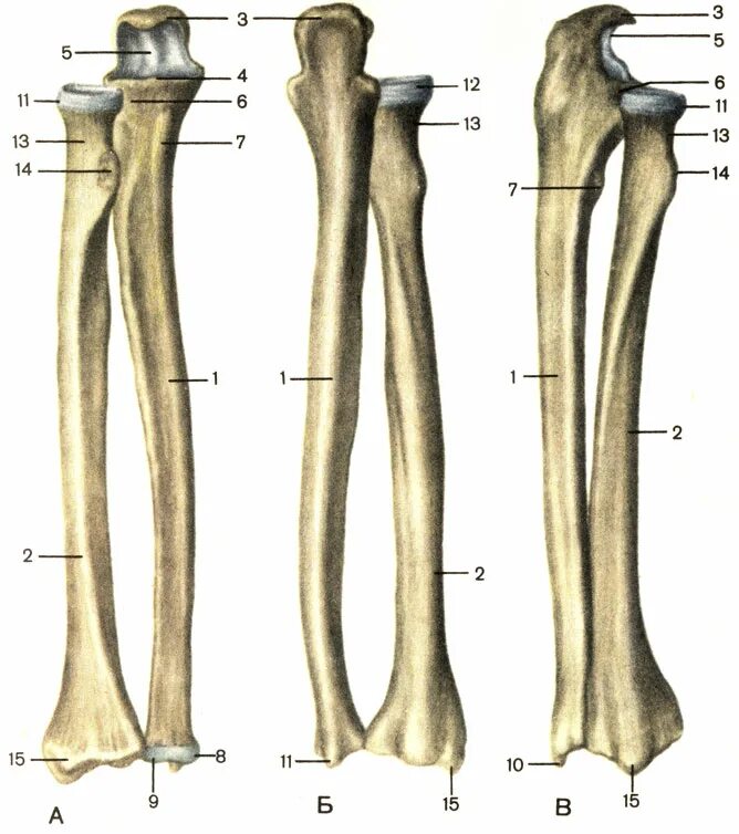 Лучевая кость анатомия строение. 2 лучевую кость. Анатомия кости головка лучевой кости. Кости предплечья локтевая кость. Рука анатомия кости лучевая кость.