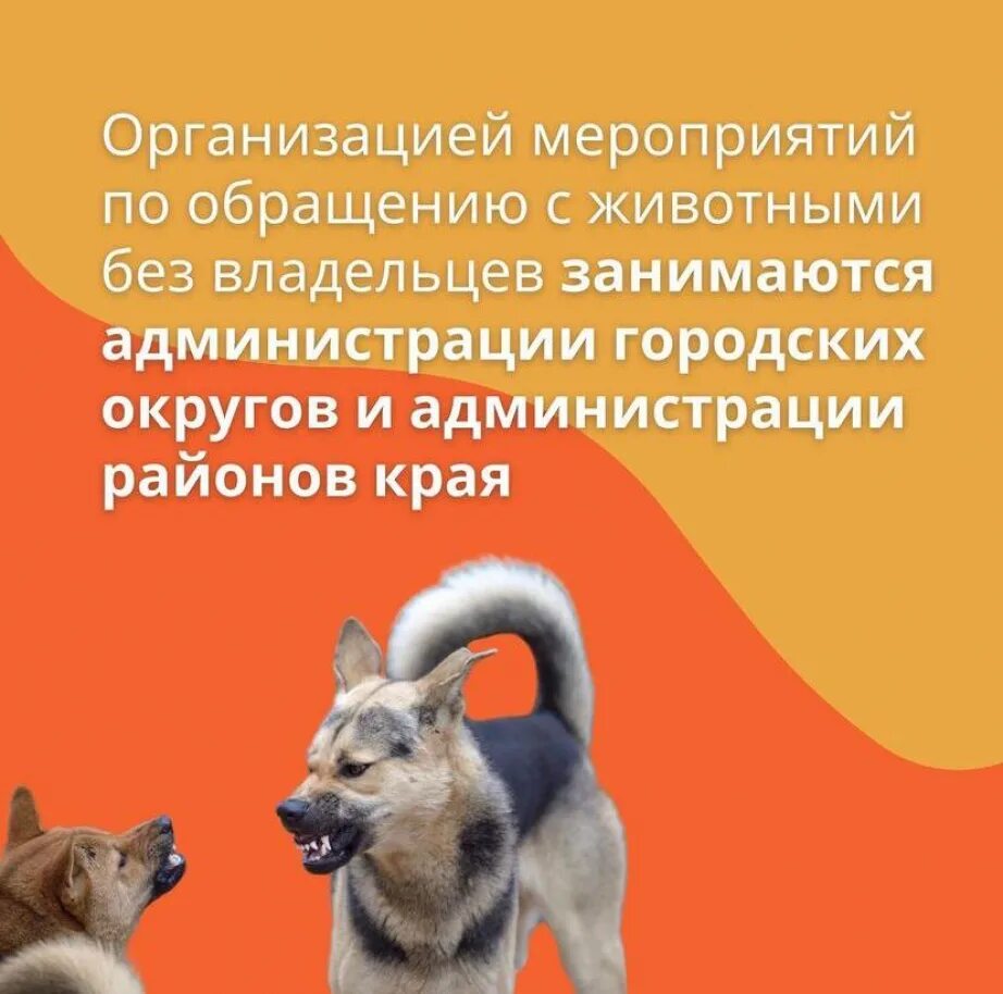 Служба по обращению с животными без владельцев. Памятка об ответственном обращении с животными без владельцев. правила обращения с собаками.