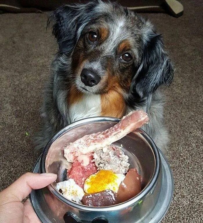 Можно кормить собаку сырым мясом. Питание собак. Натуральное питание для собак. Натуральная еда для собак. Натурально питание для собак.