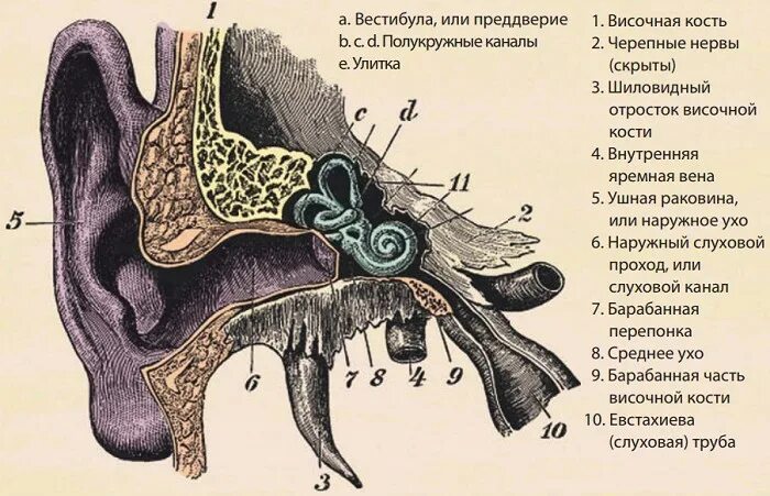 Строение уха височная кость. Анатомия внутреннего уха височной кости. Слуховая труба височной кости. Внутреннее ухо расположено в полости кости