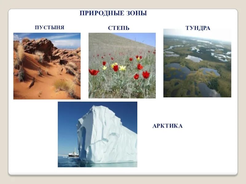 Растения и животные тундры и степи