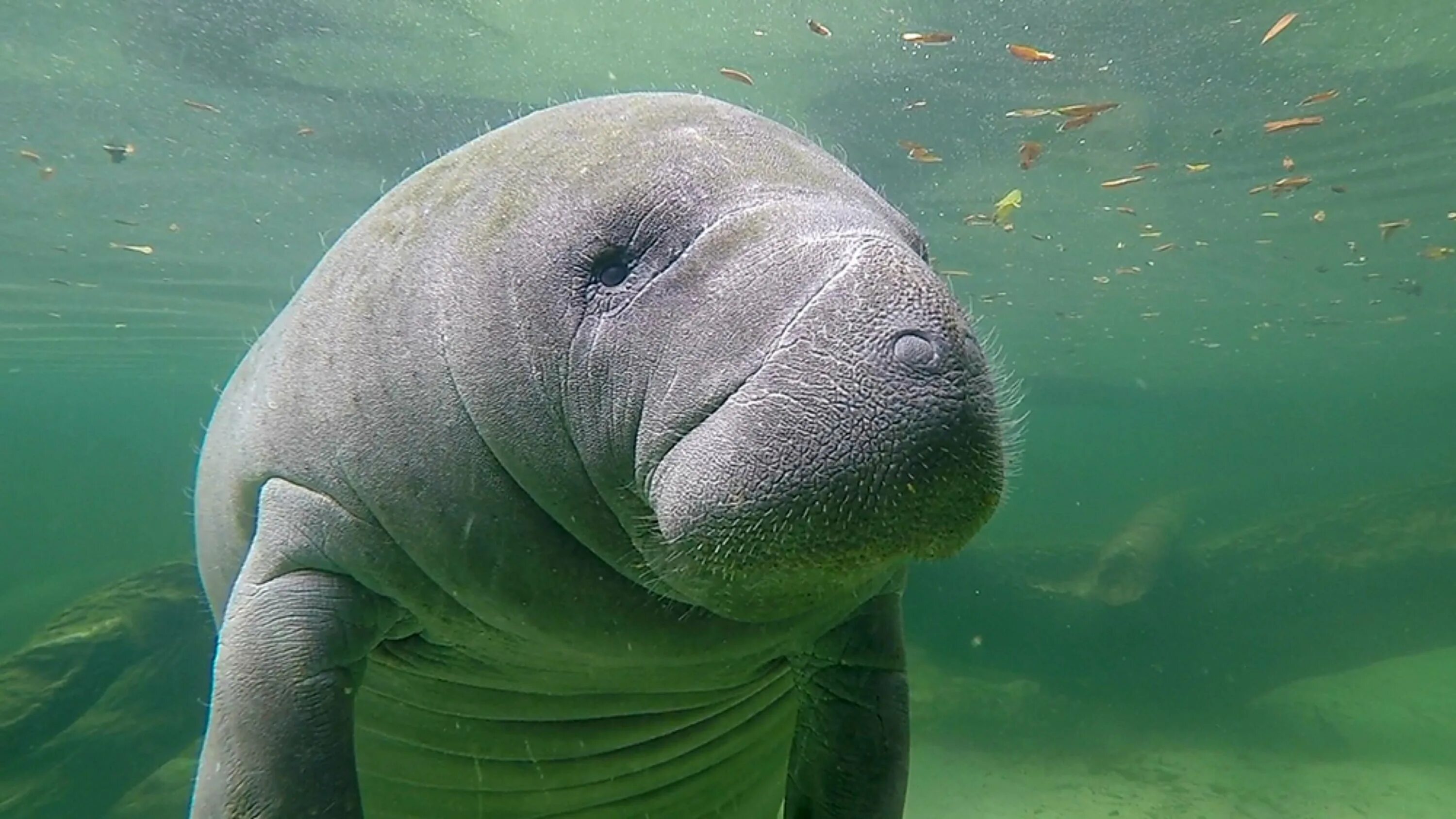 ламантины фото. ламантины фото. амазонский ламантин. ламантин и дюгонь. ламантин морская корова.