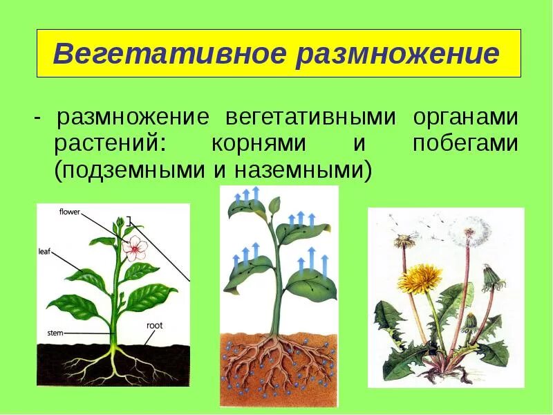 Надземные части корня. Органы вегетативного размножения растений. Вегетативное размножение подземными побегами. Размножение частями вегетативных органов. Вегетативное размножение растений побег.