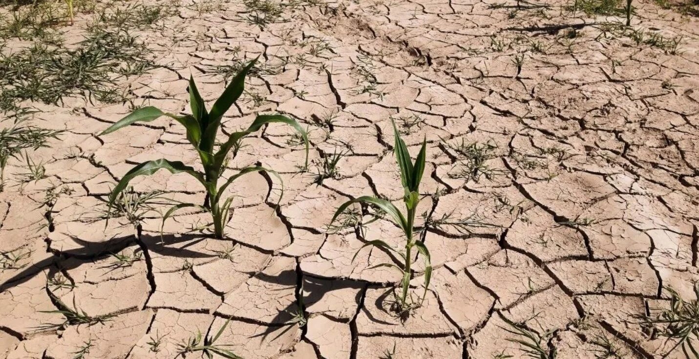 Засуха. Весенняя засуха. Засушливые территории. Опасные изменения состояния суши