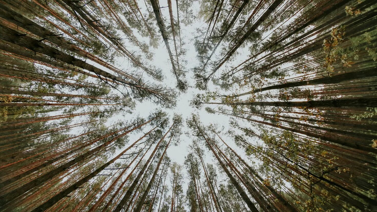 Rise from the bottom. Вид из окна деревья. Вид с дерева вниз. Деревья вид сверху. Деревья вид снизу.