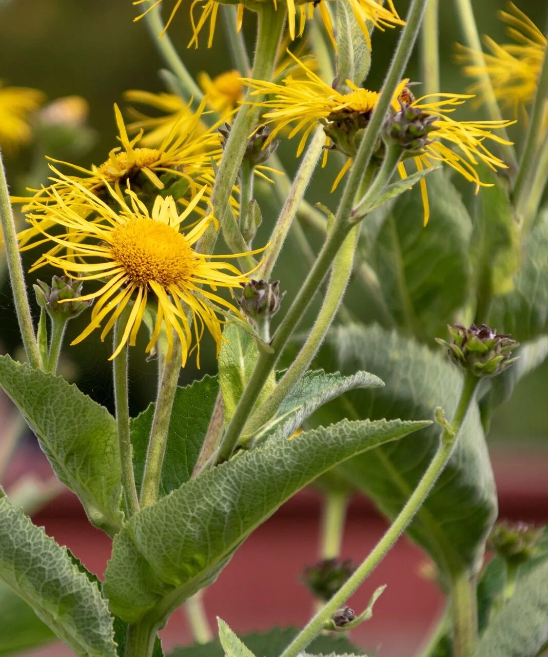 Девясил трава. Девясил цветок. Девясил высокий (inula helenium). Девясил великолепный. Девясил цветок фото.