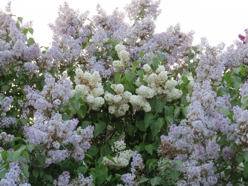 Кленовый сад геншин. Кустарники в лесу. Ягодные деревья подмосковья. Кусте москва. Сирень обыкновенная белая куст.