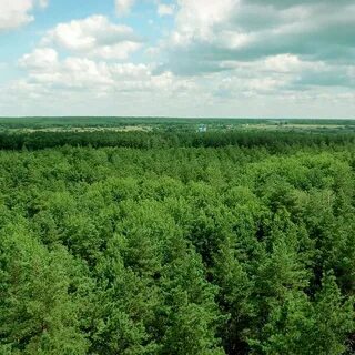 Лесной липецк