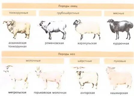 Какое животное относится к мелкому рогатому скоту