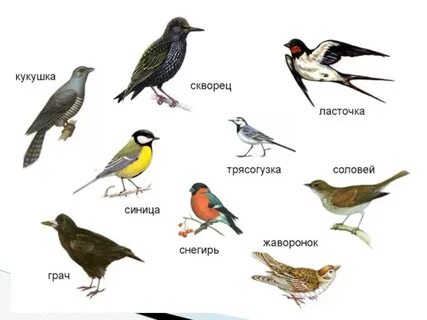 Какие перелетные птицы уже прилетели