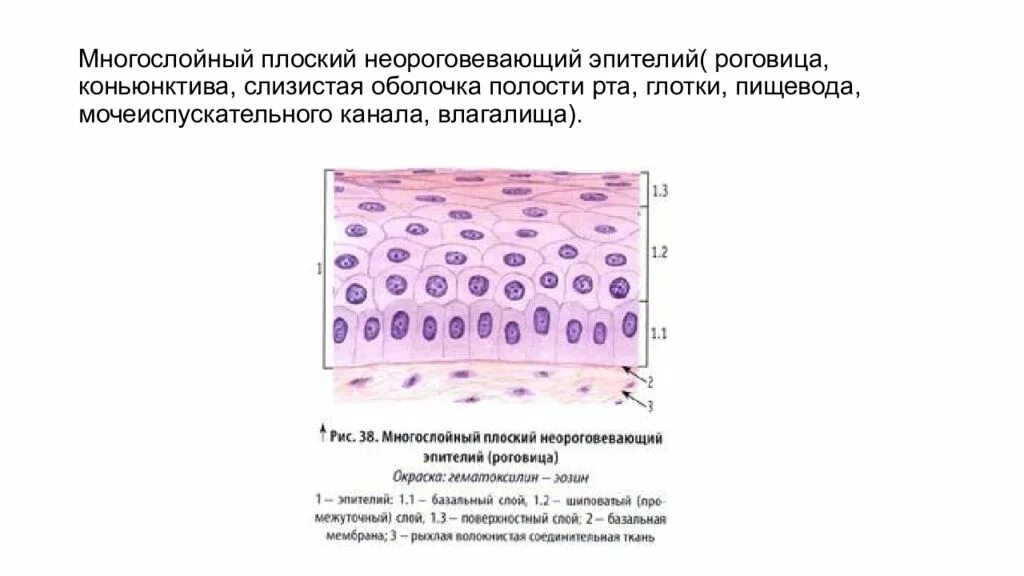 Многослойный плоский эпителий слизистой оболочки полости рта. Многослойный плоский неороговевающий эпителий полости рта. Многослойный плоский эпителий гистология. Многослойный плоский неороговевающий эпителий строение. Клетки слизистой полости рта