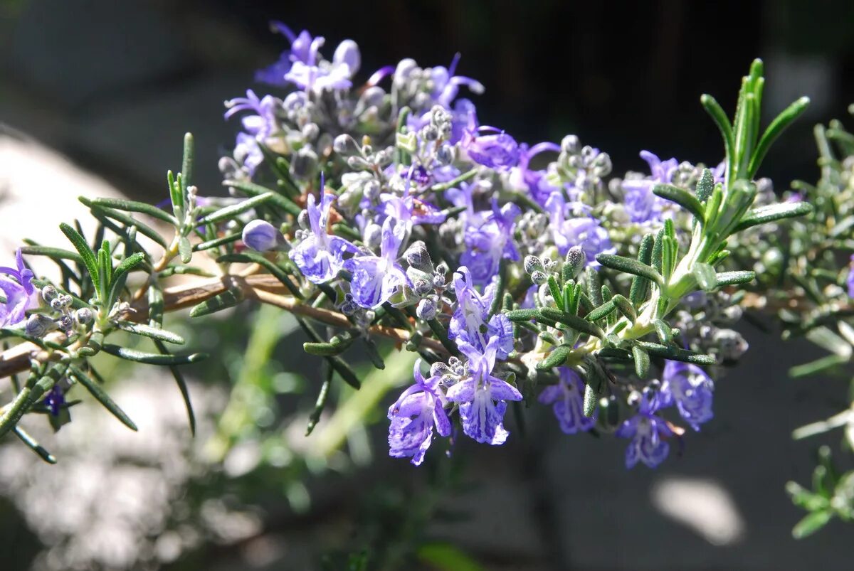 Rosmarinus officinalis. Розмарин Блю Винтер. Розмарин куст. Розмарин растение.