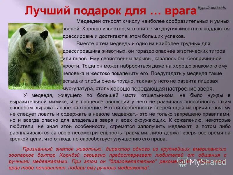 Охрана животных белый медведь. Как защищается медведь от врагов. Росомаха доклад. Как защищается медведь от врагов. Белый медведь защищается от врагов.