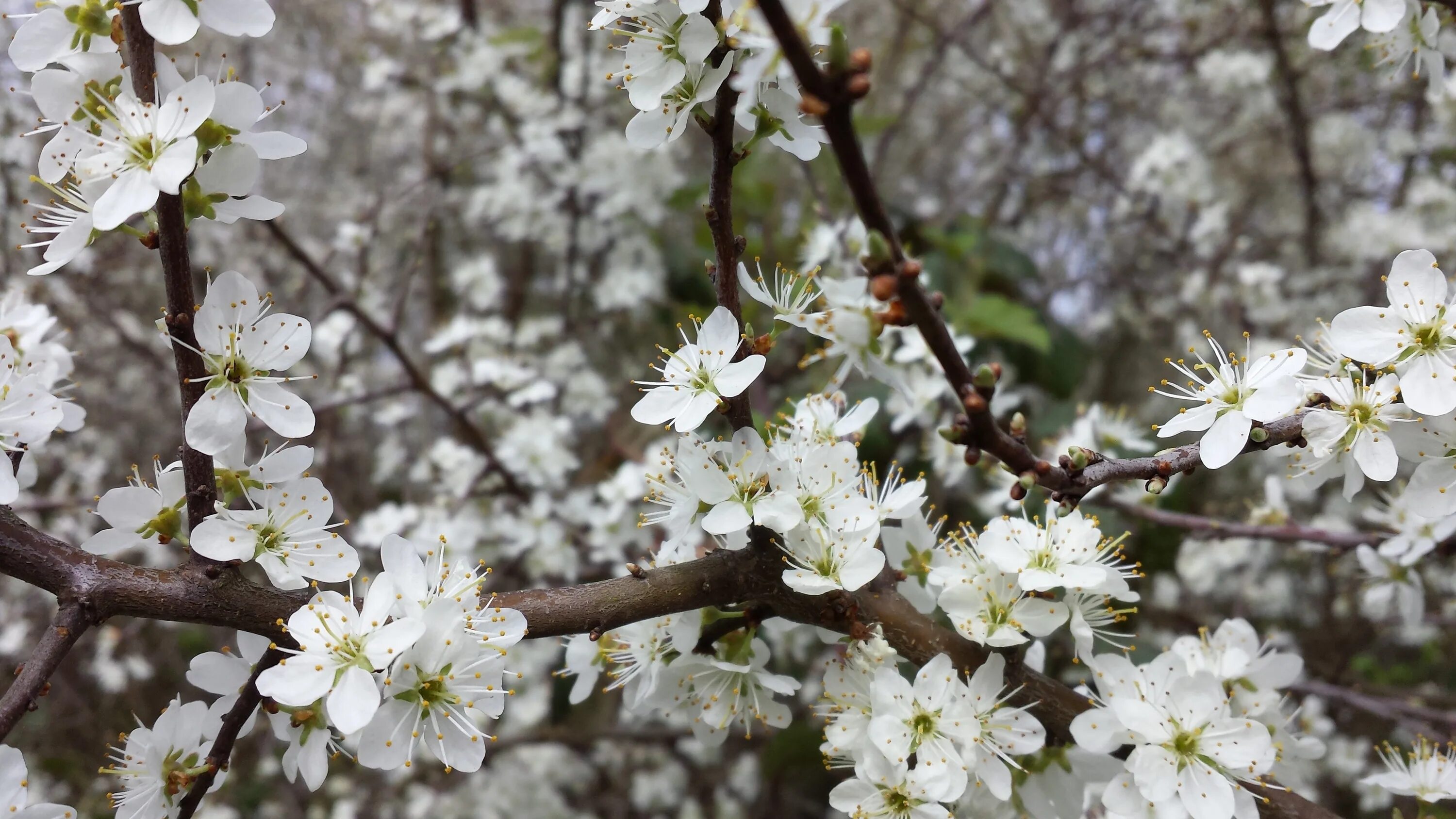 Периоды весны. Яблоня черри блоссом. Яблоня маньчжурская Malus mandshurica. Прунус яблоня Цветущая. Яблоня Флорина цветение.